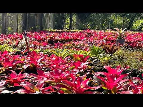 Tour our Favorite Bromeliad Nursery and hear about their BIG news!