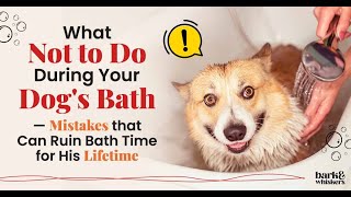 Trying to get this dog to have a bath is not an easy task