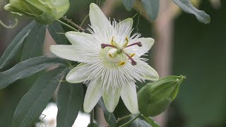 Download lagu Morning Prayer – Saturday, 30th January 2021 mp3