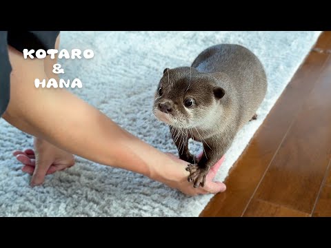 数日ぶりに帰宅したらカワウソ達がまさかの行動に　Otters Run for Their Lives and Hide When Owner Comes Home!