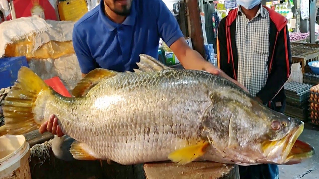21Kg Incredible Giant Bhetki Fish Cutting By Expert Fish Cutter | Fish Cutting Skills
