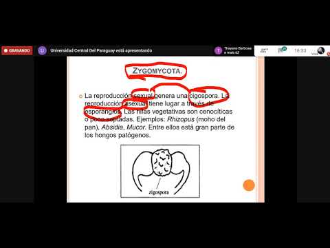 microbiologia II - hongos (01.09.2020)