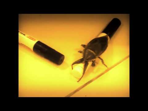 assuming direct control