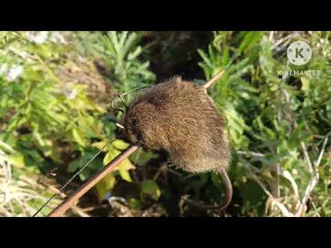 Vaithang kam ram riah vawi 4 na, zan 1 na, zing lam thang sut ang aw, awk ve leh nual mai....