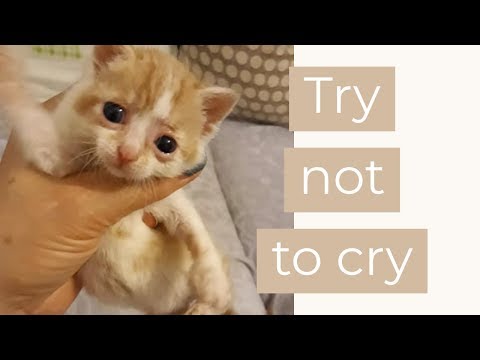 HEARTBREAKING. Kittens mourn brother's death