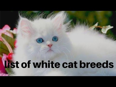 List of white cat breeds