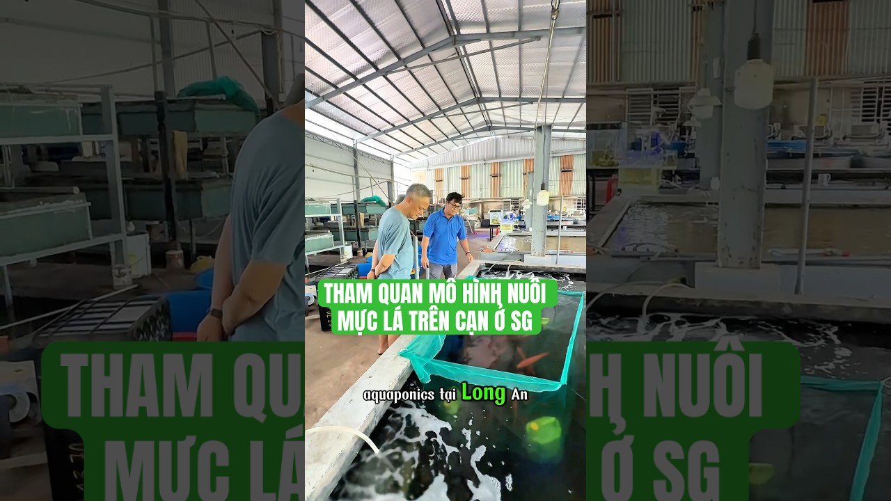 Tham quan mô hình nuôi mực lá trên cạn ở sài gòn #hảisản #fishing #đảomực #fish