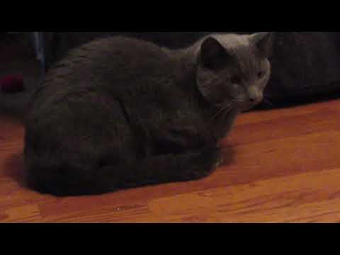 Vintage "My First Hornby Trainset" Run While Cats Watch In Amusement