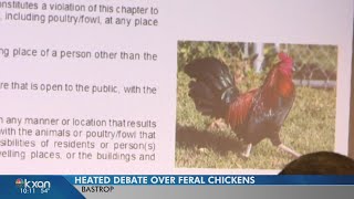 Some Bastrop residents urging city to get rid of feral chickens