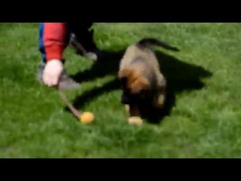 Puppy Rega Suche Lazce x Extreme Orex Aykmar