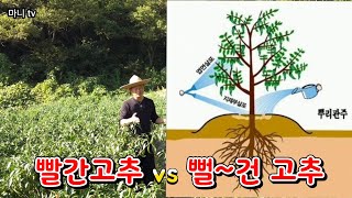 늦가을까지 뻘~건 고추를 딸수있는 비결은 바로 이것입니다. #마스타슈프림라이프닝