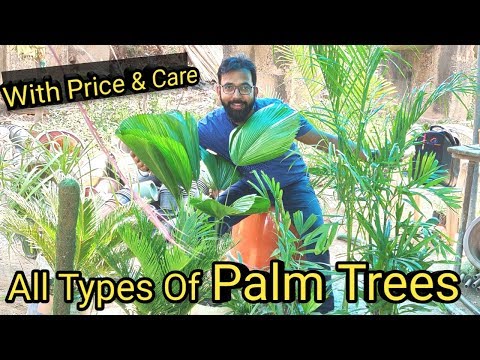 Palm Plant Names Download Music Mp3 And Mp4 Bigdady