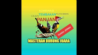 Download lagu Masteran kombinasi cililin,belalang raja,pelatuk bawang masteran untuk murai batu cucak ijo dll mp3