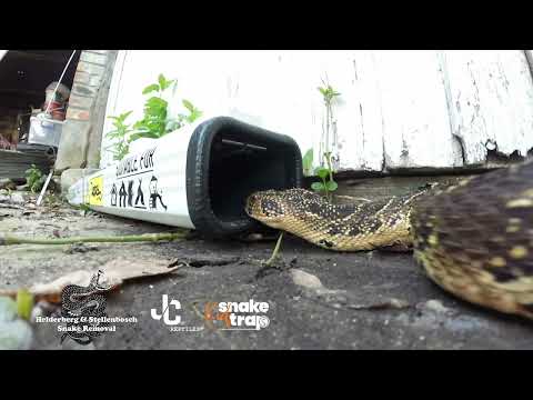 Kief Snake Trap by JC REPTILES