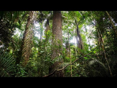Schatzkammer Regenwald - Der Manu-Nationalpark in Peru