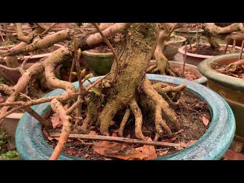 Mai Vàng miền Bắc vào lồng ấp