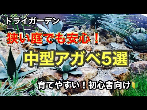 tilandsia-bulbosa-土と水がなくても育つ植物