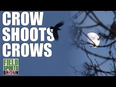 Fieldsports Britain – Crow shoots crows
