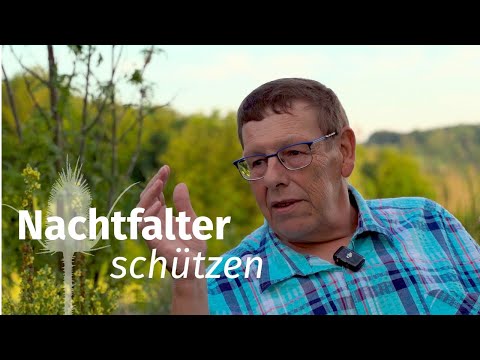 Insect extinction – this is how the moths are doing