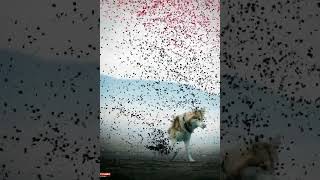 photos edit reel trending reels and famous editing reel editing particles disappear effect