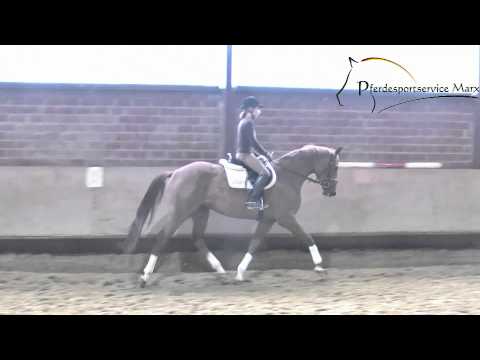 Bella *2008 www.pferdesportservice.de