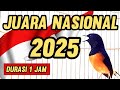 Masteran MURAI BATU JUARA NASIONAL 2025 Full Materi Juaranasional