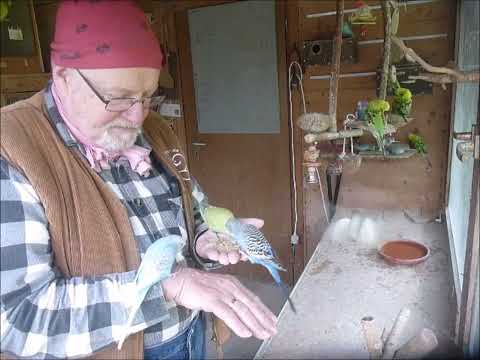 2024 06 02 Knaulgras