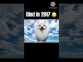 Famous cats and dogs that have died 😢 #HammyandOlivia #gabethedog #grumpycat #matthewwells