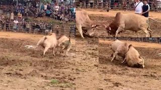 Tso nyuj sib nraus nyob rau zos ໂພນໂຮມ xeev ຫຼວງພະບາງ 15-09-2024 zoo saib heev nawb.