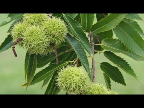 Castanul - beneficii si utilizari /Diferenta dintre castan salbatic si castan comestibil