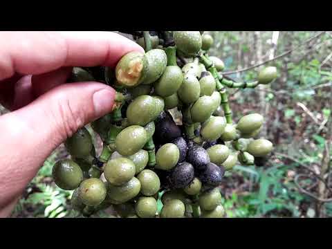 Mùa quả Gắm//Con Nhà Nông HD