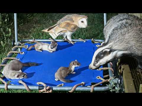 Animals Take Over Kids' Playground | My Story | Robert E Fuller - YouTube