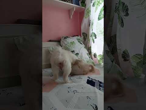 jonena mordor cedari