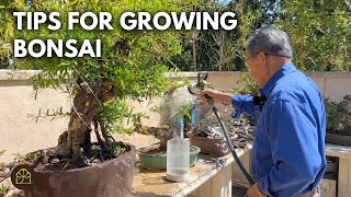 Bonsai Care: Trimming Branches to Thicken Bonsai, Root Removal, & Soil Mix | Q&A