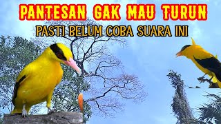 Download lagu SUARA PIKAT KEPODANG RIBUT Ampuh Mengatasi Kepodang Susah Turun mp3 Download lagu SUARA PIKAT KEPODANG RIBUT Ampuh Mengatasi Kepodang Susah Turun mp3