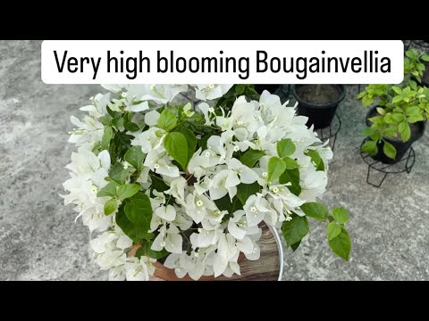 Bougainvellia Subhra variety