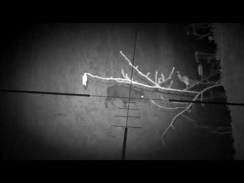 Maschio di cinghiale da 40Kg a 60m con visore notturno pard nv007 10-03-22