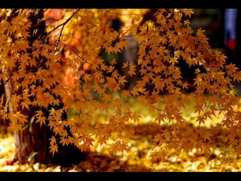 Зоран Георгиев - Нели Ти Реков Моме Донке