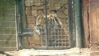 preview picture of video 'Samir allo Zoosafari'