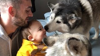 Two Huskies Fighting for my Babies Love!..... [TRY NOT TO SMILE!]