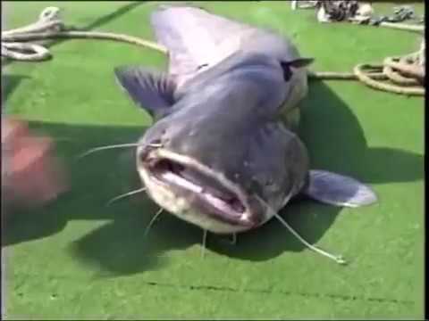 Catfish attack human Compilation