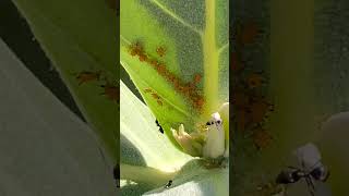 Download lagu Ants & Aphids #aphids #antslife #ants #insects #bugs mp3 Download lagu Ants & Aphids #aphids #antslife #ants #insects #bugs mp3