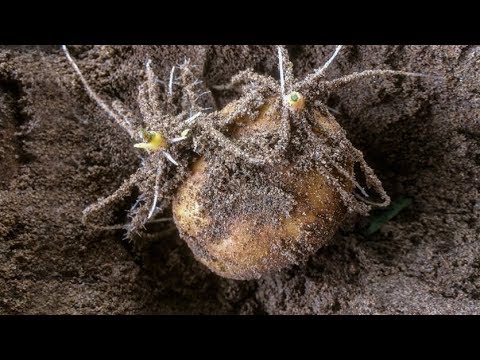 , title : 'Mẹo: Ươm Mầm Khoai Tây trong Cát Chỉ 5 Ngày Đã Có thể trồng Rồi(Growing potatoes)'