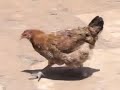 Muigai Wa Njoroge Ng Ombe Nguku Na Ngurwe