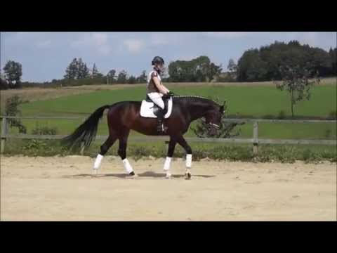 Domenika Film - www.pferdesport-hoell.de