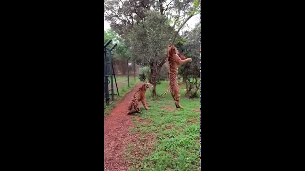 Tiger jumps to catch meat, filmed in slow-motion #animals #tigers #slowmotion #rescue