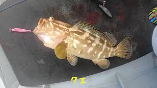 ジギングでカンパチとクエを狙う！