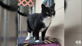 Adoptable Pets At The Animal Shelter