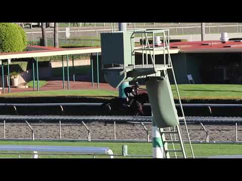 My Boy Jack 3/16/19 Santa Anita