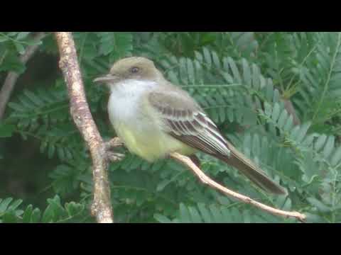 Burlisto pico canela y churrinche Esperanza Santa Fe Argentina 2025